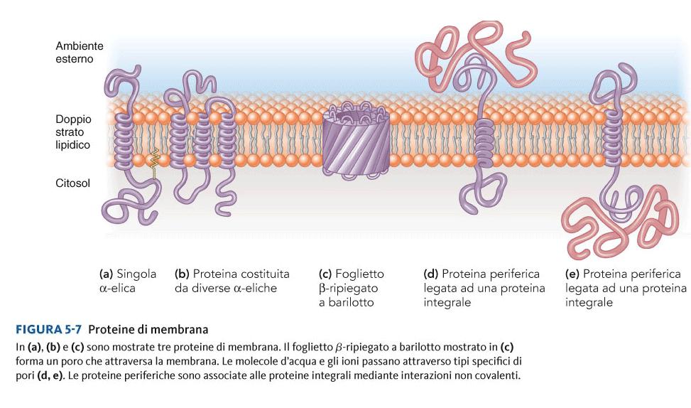 PROTEINE