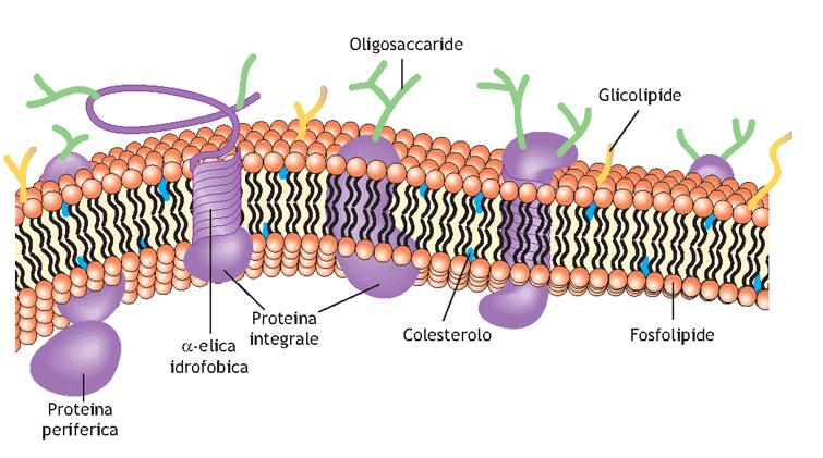 GLICOCALICE Glicoproteine e glicolipidi sono talmente abbondanti sulla superficie esterna della membrana che la cellula risulta ricoperta da una sorta di rivestimento glucidico, detto GLICOCALICE