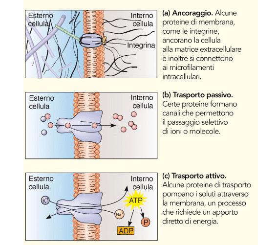 Alcune funzioni delle