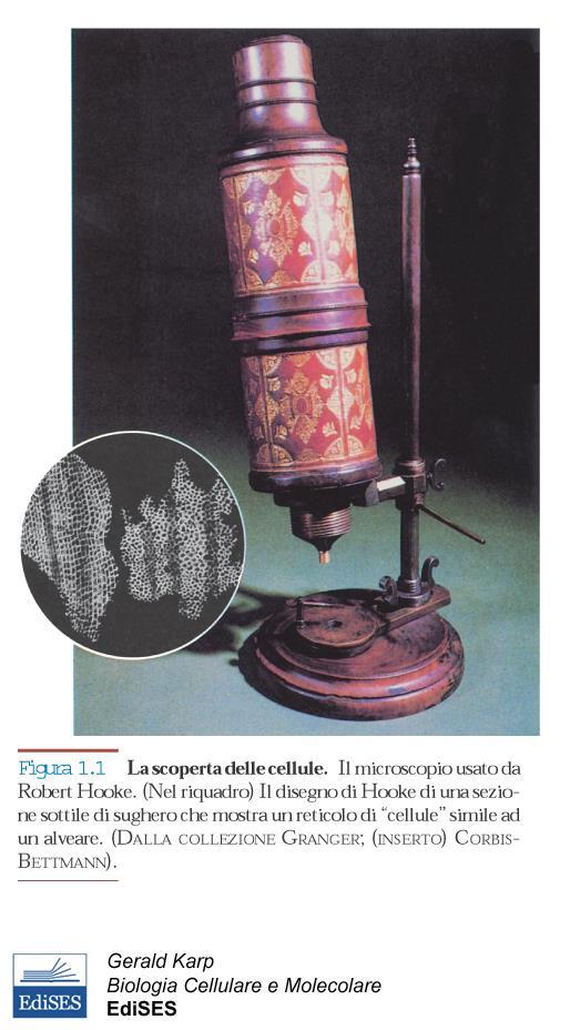 Primi microscopi Nel 1665 Robert Hook esaminò al microscopio la sezione di un sughero osservando una struttura costituita da tante piccole camere, in latino cellule.