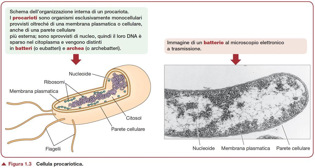 cellula procariotica - Unicellulari - assenza di