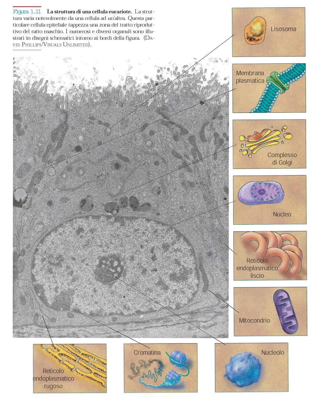 Eucarioti: - Unicellulari e pluricellulari - Presenza di