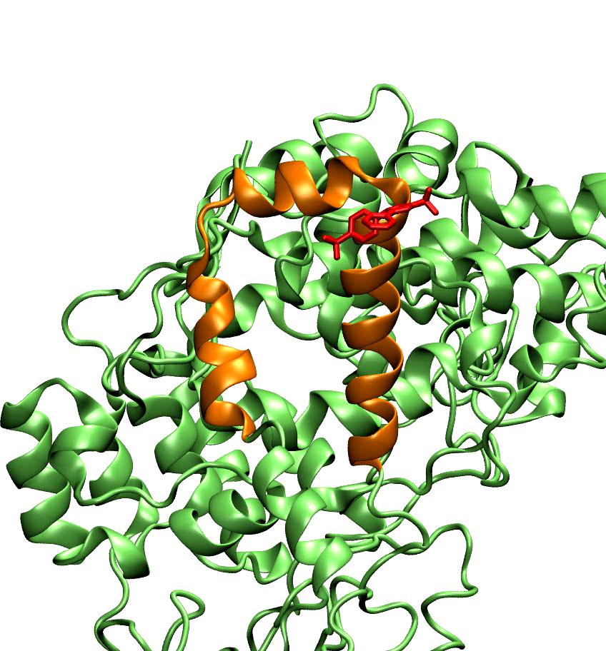 Sviluppo di nuovi farmaci: studio dell interazione proteina
