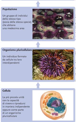 I sistemi viventi sono