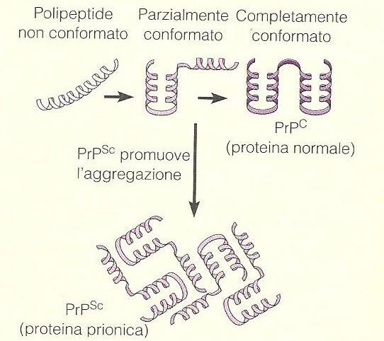 trasmissibile Sono versioni strutturali anomale di proteine normali, forse interagisce con i