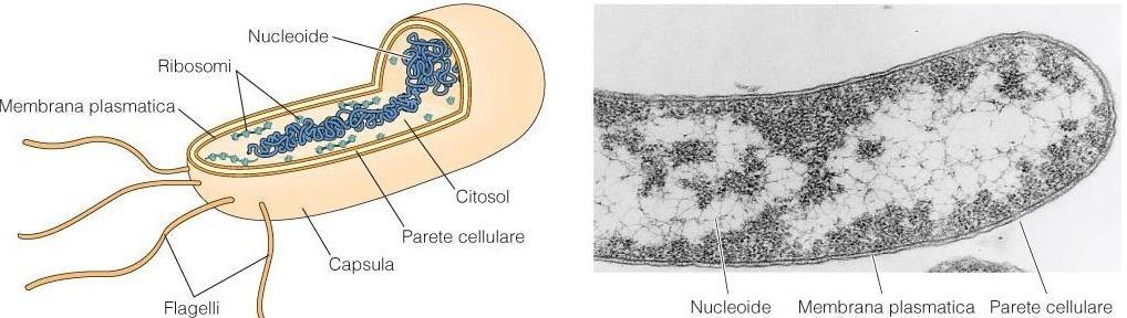 Procarioti - si dividono in eubatteri ed archeobatteri - archeobatteri caratterizzazione molecolare e biochimica affine agli eucarioti.