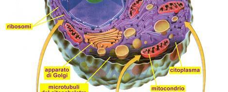 (spermio 2 micron; cellula uovo 120