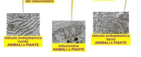 questo valore è inferiore al limite di