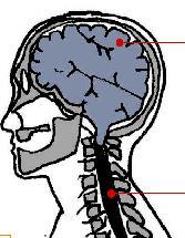 Il Sistema nervoso centrale Si compone di 2 strutture: encefalo (nel cranio) e midollo spinale (nella colonna vertebrale), ben protette dalla struttura ossea E responsabile del: o Controllo e