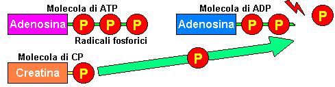 Il meccanismo anaerobico alattacido FASE 1 - SCISSIONE DELL ATP FASE 2 RICARICA DELL ATP A