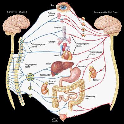 Il Sistema nervoso periferico Ha 2 componenti: somatica ed autonoma o La componente somatica è costituita dai nervi; trasmettono i comandi dal