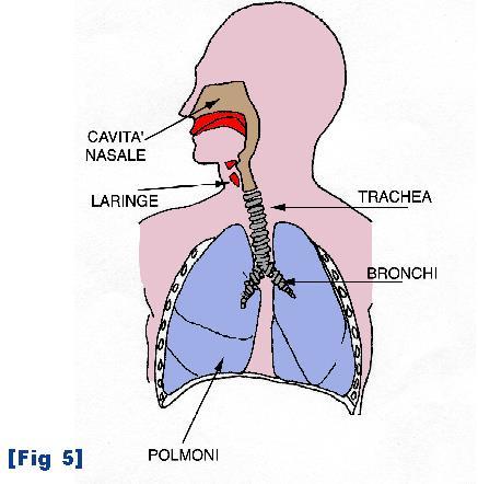 L apparato respiratorio (assunzione O 2 e scambio con CO 2 ) In assenza di patologie specifiche, raramente, nella sua