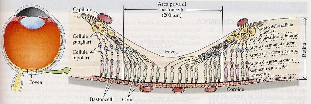 La diversa convergenza dei fotorecettori (coni e bastoncelli) sulle altre cellule della retina BASTONCELLI: elevato grado di convergenza -molti bastoncelli convergono su una cellula bipolare -molte