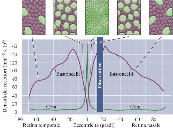 Distribuzione dei fotorecettori