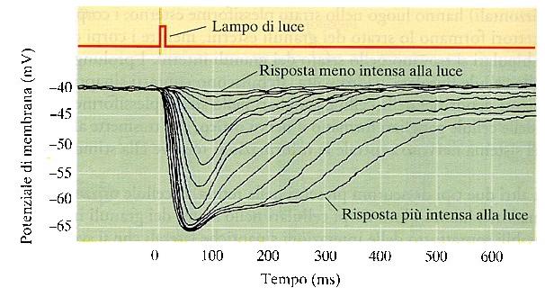 LA FOTOTRASDUZIONE a differenza degli altri sistemi sensoriali, LA LUCE IPERPOLARIZZA la membrana del fotorecettore Potenziale di membrana (mv) Stimolo luminoso Tempo (ms) al buio i