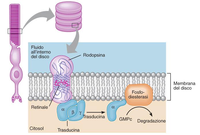 Funzione della rodopsina RODOPSINA