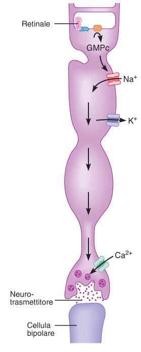 BUIO LUCE Na + Na + K + K + Ca 2+ sul segmento esterno dei fotorecettori