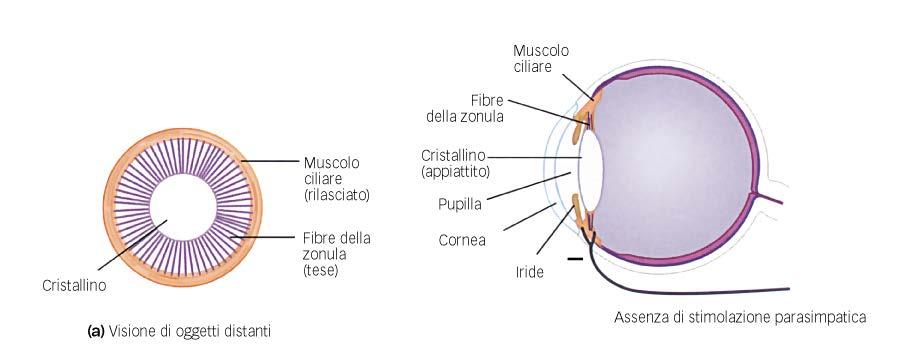 L accomodazione del cristallino VISIONE DI OGGETTI DISTANTI: Cristallino piatto con minimo potere rifrattivo.