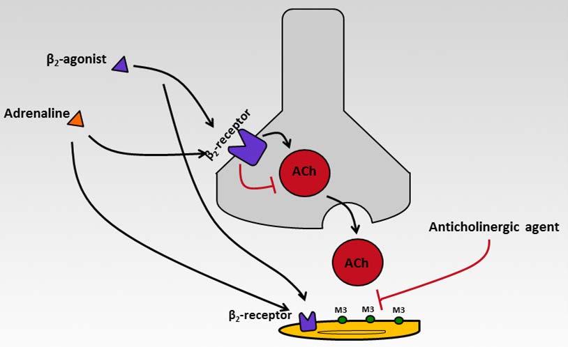 LABA/LAMA combination: interaction between Receptors and