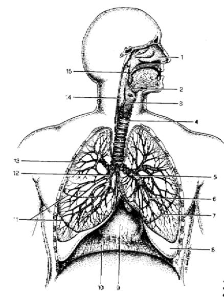 tratto di passaggio dell aria comune in parte all apparato digerente gabbia toracica faringe naso laringe trachea aria introdotta è riscaldata, filtrata e
