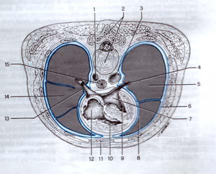 sezionwe trasversale della gabbia toracica all altezza della IV vertebra dorsale aorta vena polmonare sx polmone destro vena polmonare dx atrio sx polmone sinistro atrio dx ventricoli dx e sx pleura