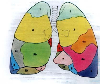 le ramificazioni bronchiali all interno del polmone permettono di suddividere l organo in porzioni macroscopiche fra loro funzionalmente indipendenti, sia per quanto riguarda la ventilazione che la