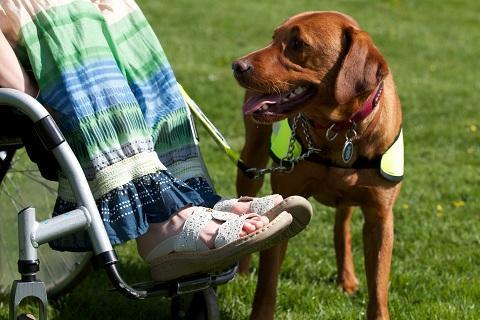 I Cani di assistenza alle persone con disabilità devono seguire un percorso educativo