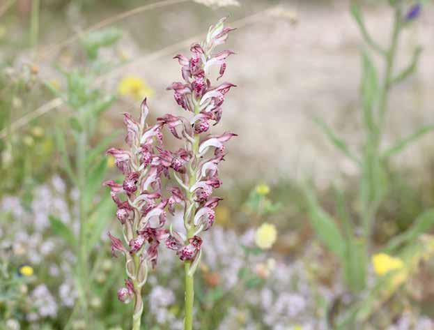 Anacamptis coriophora subsp.