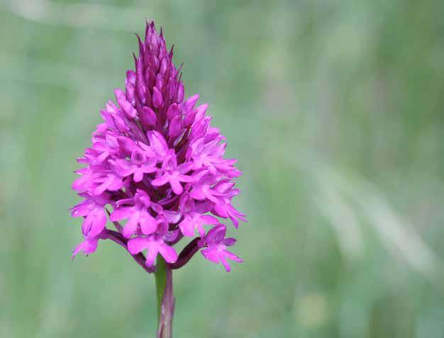 Anacamptis pyramidalis (L.) Rich.