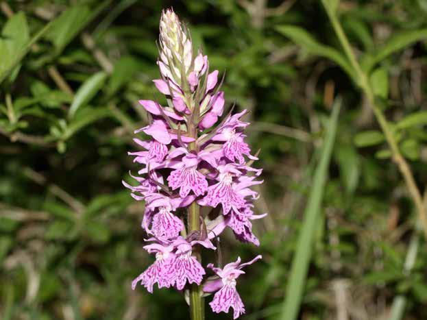 Dactylorhiza maculata