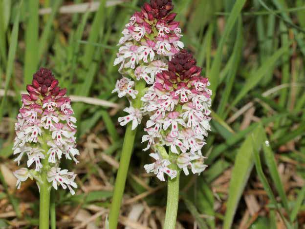 Neotinea ustulata (L.) R.M.