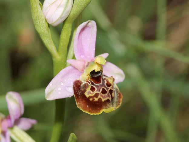 Ophrys holosericea subsp. holosericea (Burm.f.