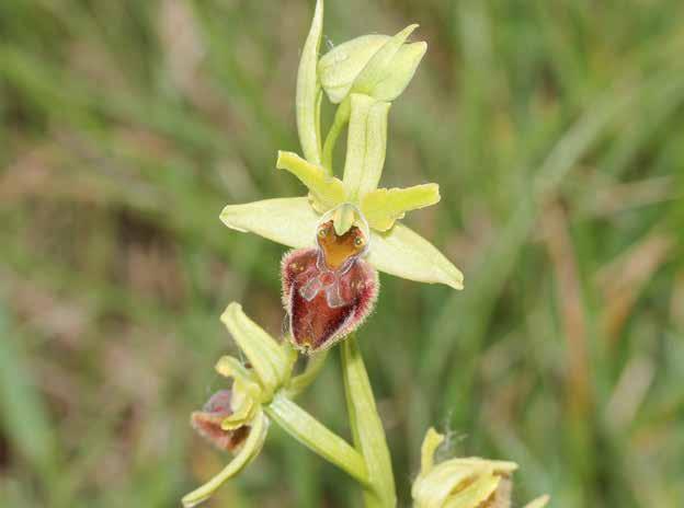 Ophrys sphegodes subsp. sphegodes Mill.