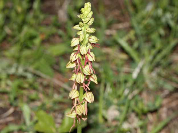 Orchis antropophora (L.