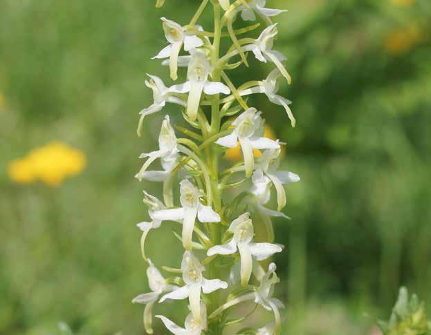 Platanthera bifolia