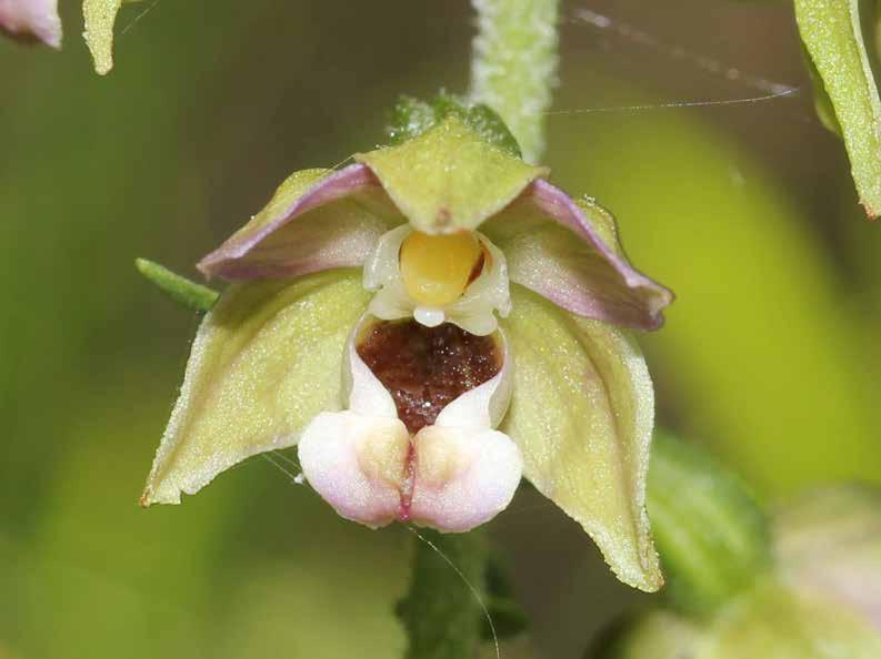 Nomenclatura morfologica genere Epipactis PETALO