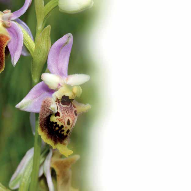 Specie trattate Vengono di seguito presentate 40 tavole di Orchidee spontanee che trattano 37 specie appartenenti a 16 Generi e 3 ibridi intraspecifici.