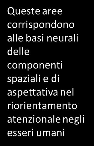 L orientamento endogeno Rete dorsale