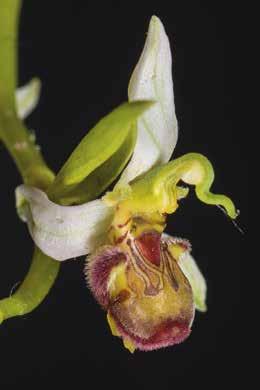 Ophrys apifera var.