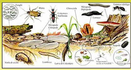 Ruolo degli organismi edafici