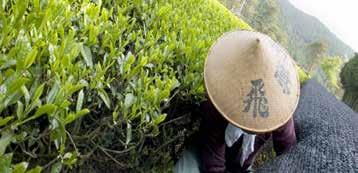 Si tratta di un tè verde prodotto in Giappone, che, al contrario di tutti gli altri tipi di tè, viene ridotto in polvere finissima, sciolto in acqua calda e mescolato con un frullino di bambù fino a
