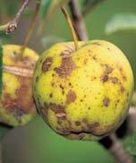 Pomacee (Ticchiolatura e batteriosi) La ticchiolatura (Venturia inaequalis) è una patologia fungina che può causare ingenti perdite su melo e pero, specialmente con piogge