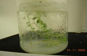 Propagazione dei tessuti vegetali Dalla pianta da propagare vengono asportati gli apici e gli internodi più giovani (3-5 mm), che vengono