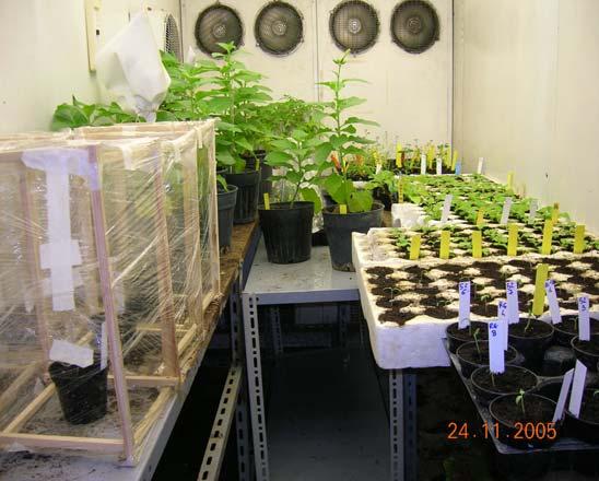 Trasferimento delle piante da vitro a vivo Il materiale vegetale presente in vitro, viene ripulito dai residui di substrato ed inserito nel terreno.