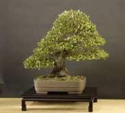 org Nato in Cina 2300 anni fa con lo scopo di ricreare figure mitologiche, il bonsai è una pianta miniaturizzata in vaso, ottenibile attraverso una pratica scultorea protratta nel tempo.
