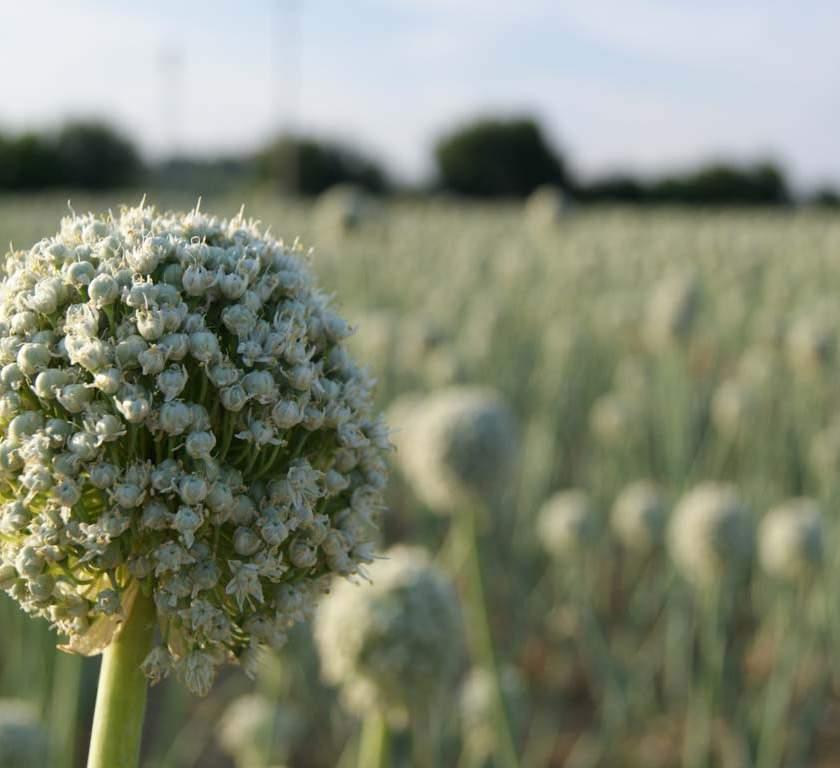 UNIVERSITÀ POLITECNICA DELLE MARCHE FACOLTÀ DI AGRARIA