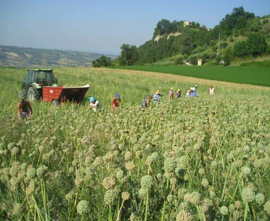 Problematiche La cipolla da seme è una coltura da reddito per le