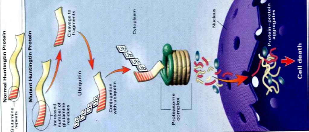 Meccanismo patogenico Meccanismi di guadagno di funzione (dominante) 1) Tossicità da poliglutamine L eccesso di glutamine nella sequenza aminoacidica impedisce il giusto ripiegamento (folding) della