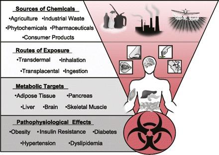 The Paradox of Progress: Environmental Disruption of Metabolism and the