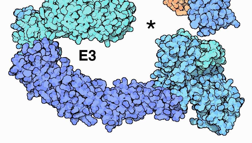 delle proteine - 39 - E3 ECT:
